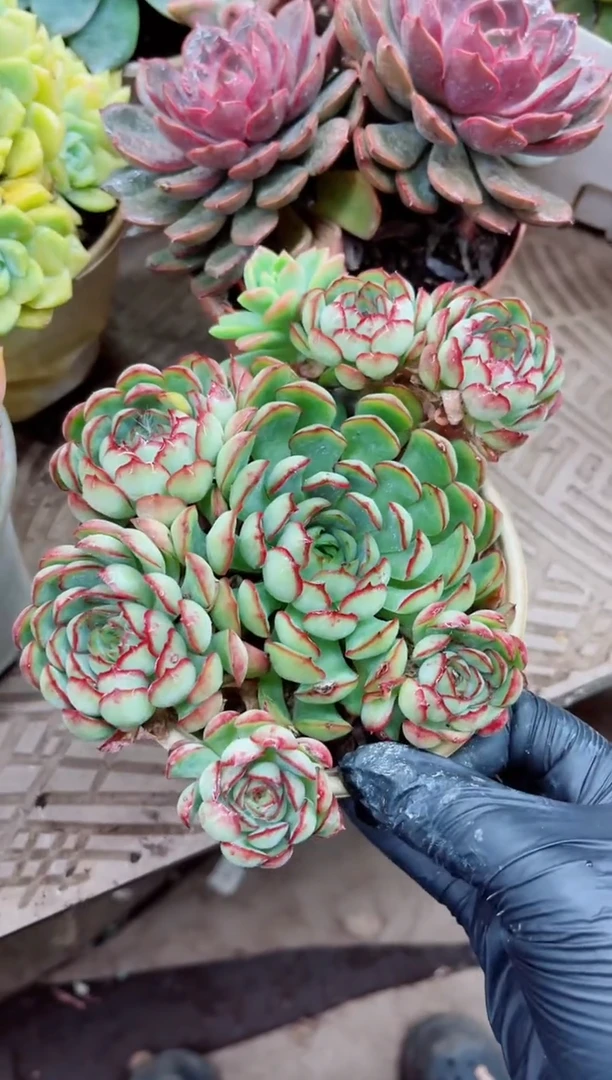 海*20009多肉植物一物一拍