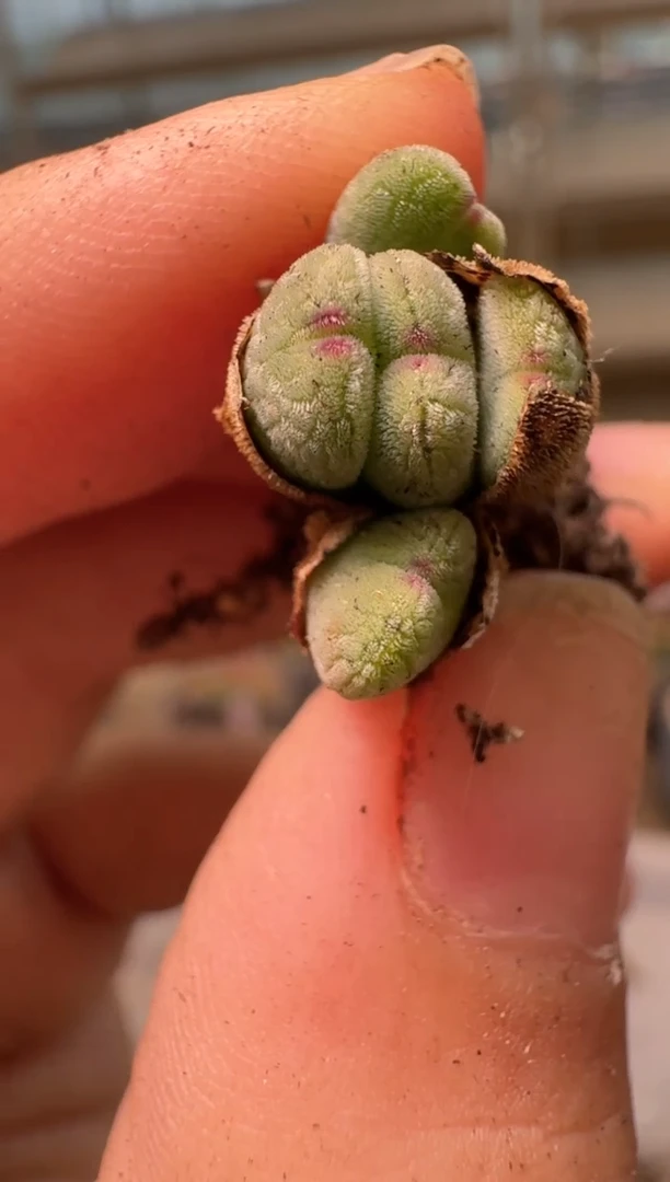 肉*子28-104多肉植物肉锥刺将