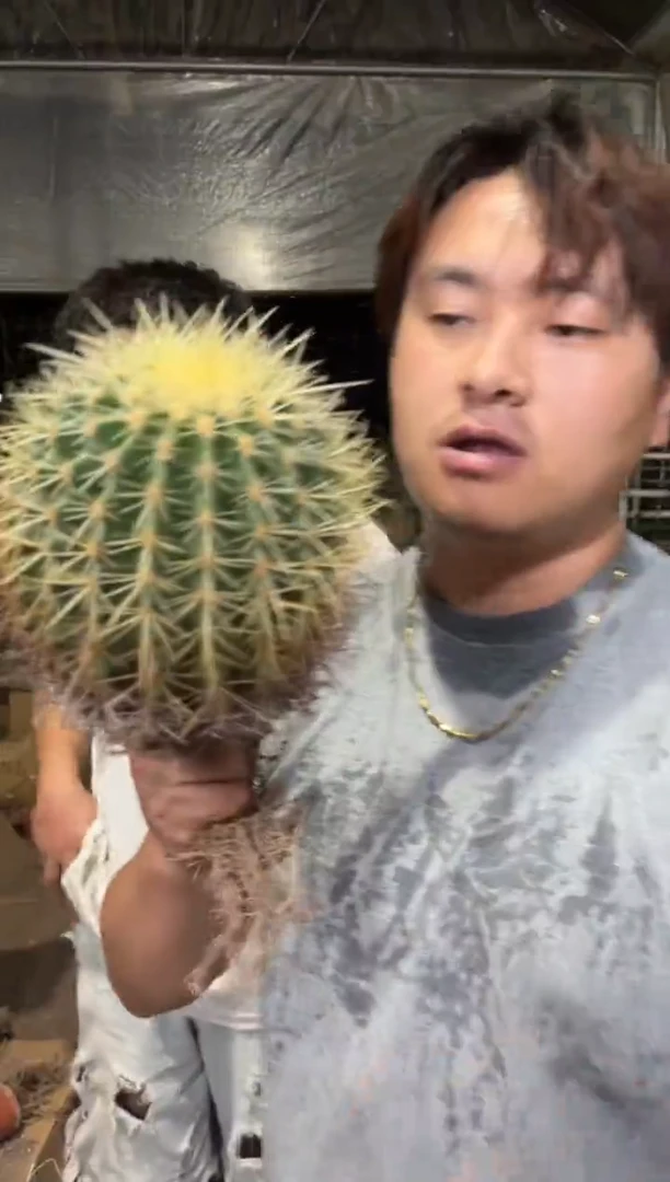 实生根 金虎 10-15cm