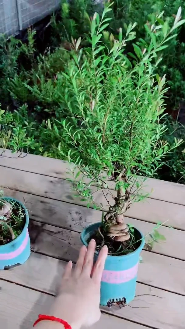无花朵赤楠老桩好养一物一拍