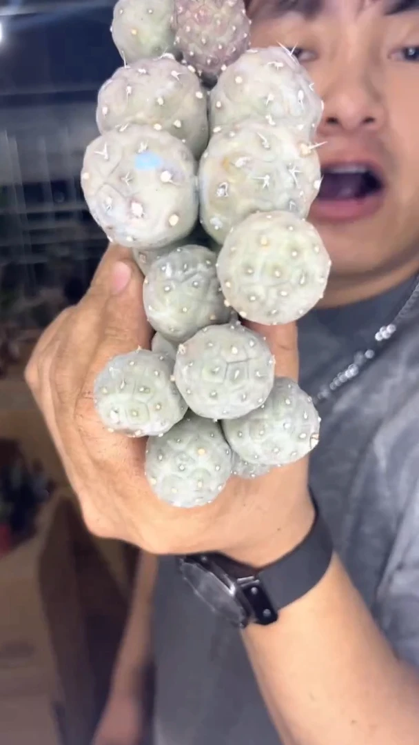 10-20头 大本 习志野【带根】