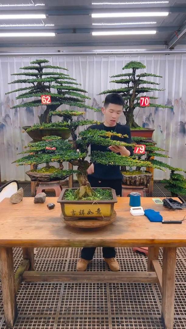 无花朵徐*精品盆景直播间一物一拍