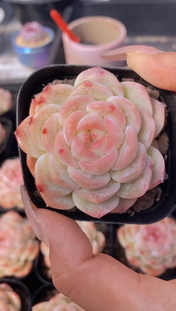 【闪购商品】D968-玄玉珍妮多肉（量拍）