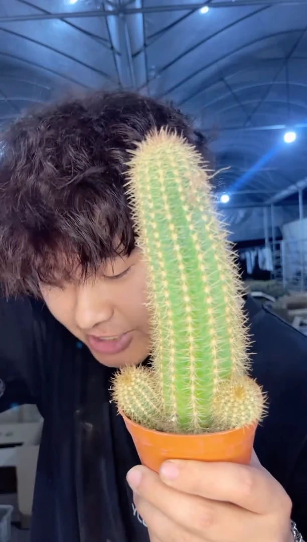 【闪购商品】霞光满天 毛花柱