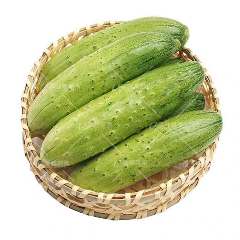 旱黄瓜460±50g·绥中黄瓜同城送黄瓜同城配