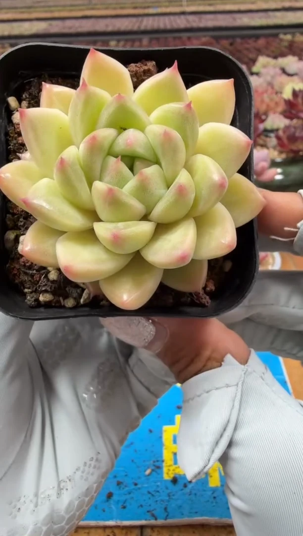 东云多肉园二店-56