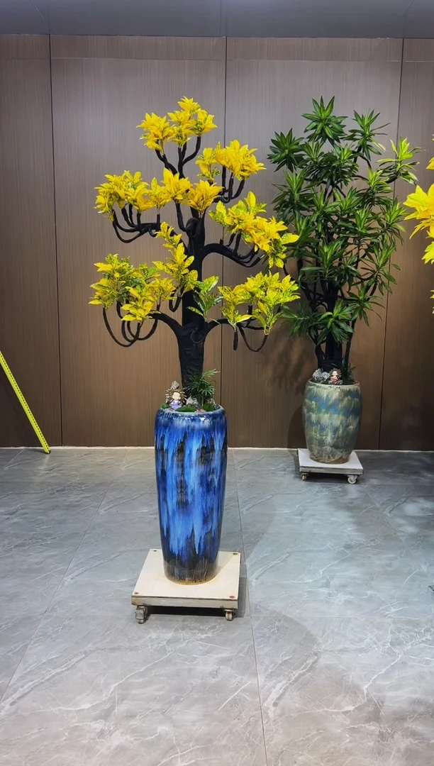 无花朵余*洒金榕