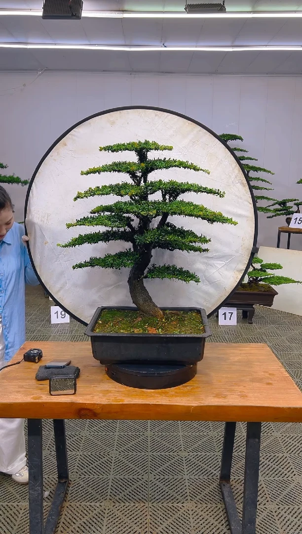 无花朵一物一拍一物一拍