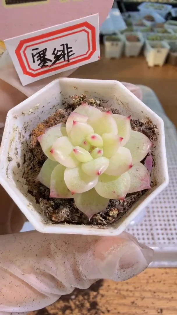 寒绯八角杯1盆 单双混 量拍混发