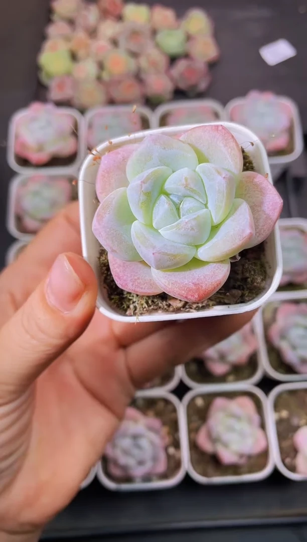 8243琥珀冰随机发一颗量拍
