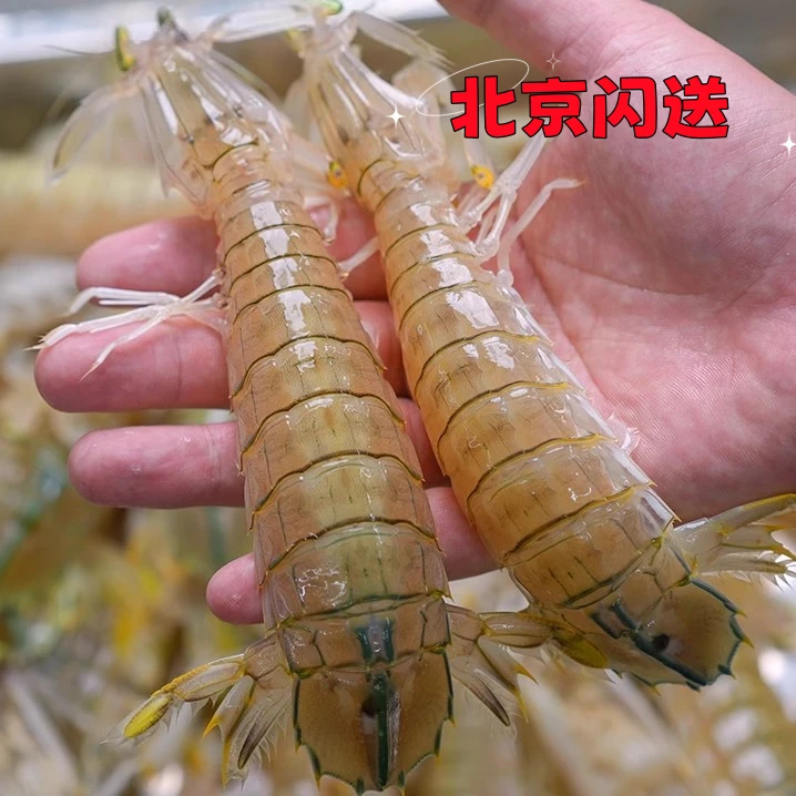 【鲜活皮皮虾】中号皮皮虾 （每斤25-35只左右） 虾爬子  皮皮虾 【保鲜不保活】爬爬虾 虾爬子