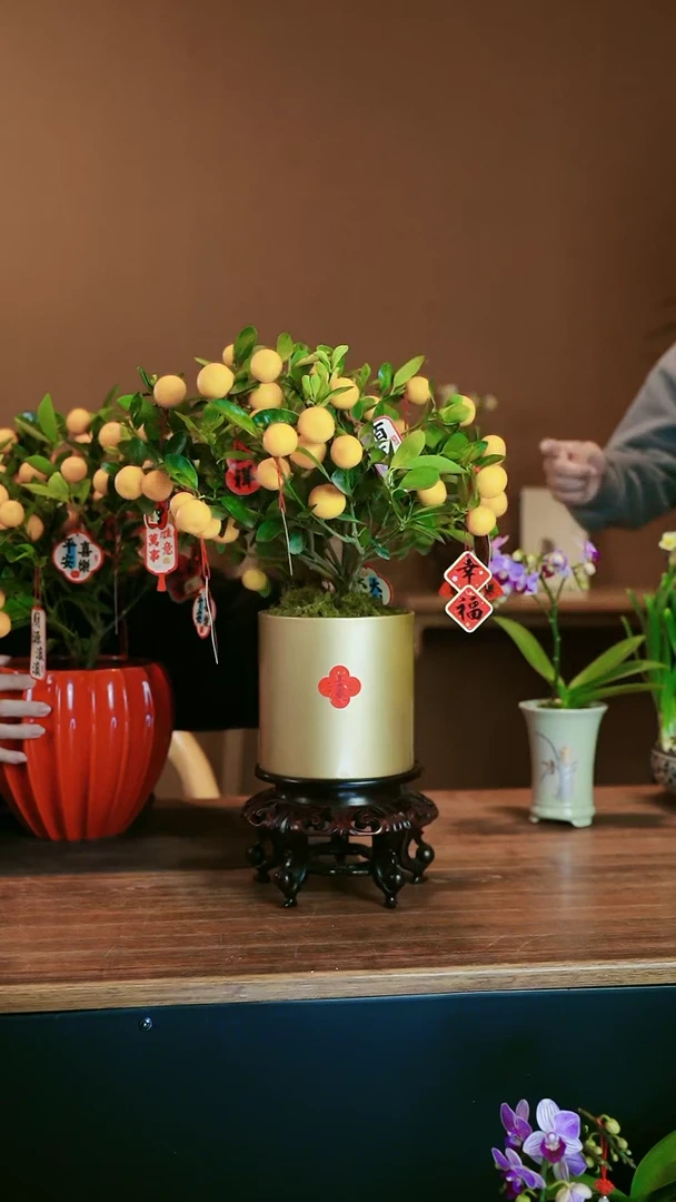 【闪购商品】盆景小金橘 金