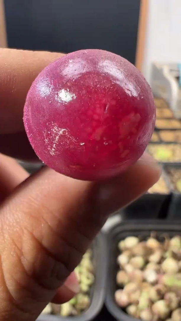 一物一拍            500