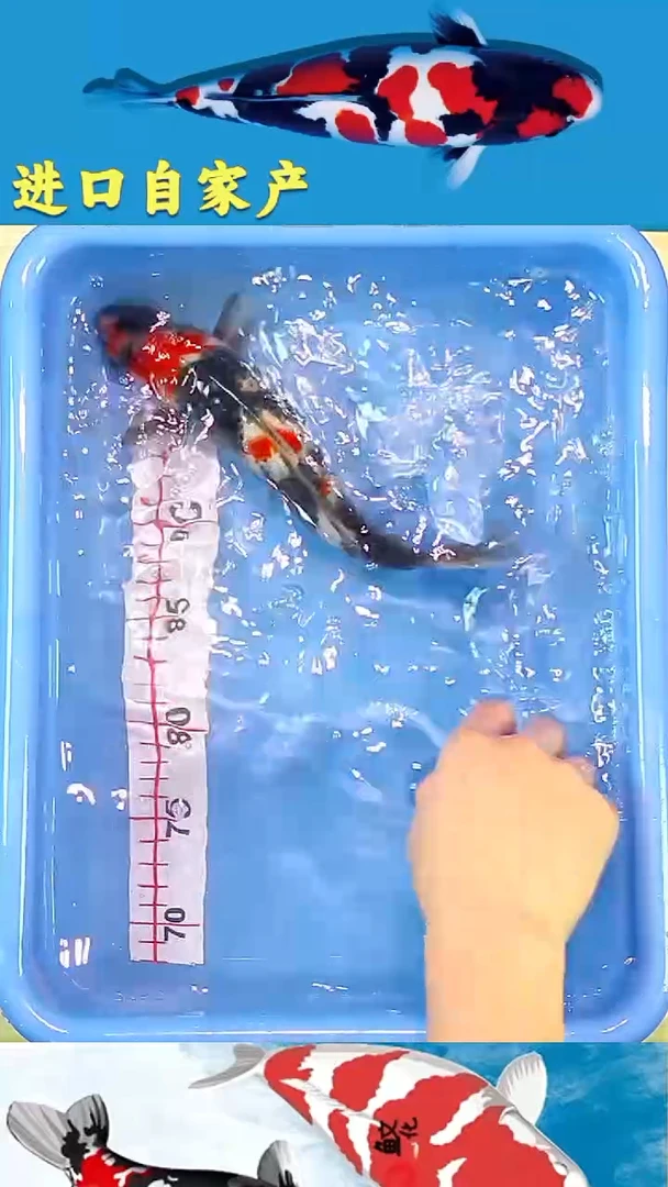 锦鲤2025/12/19悦鲤阁甄选锦鲤--42