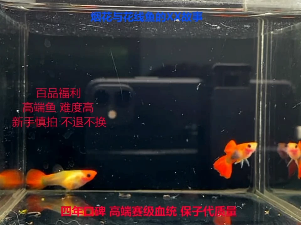 孔雀鱼99缸——红头玻璃猫体验1对亚成