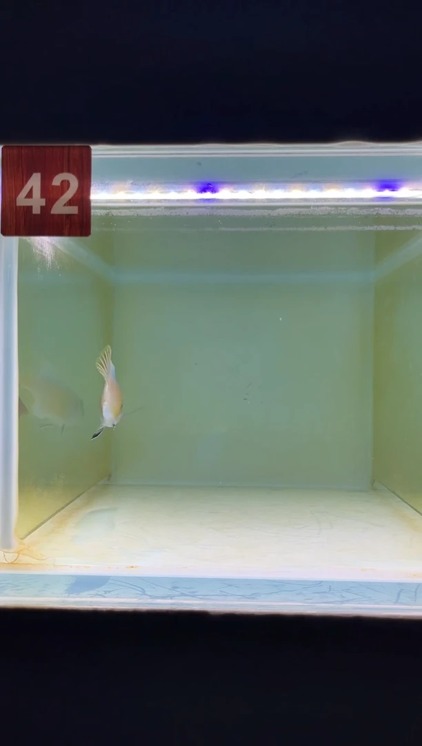 海水三湖慈鲷野生