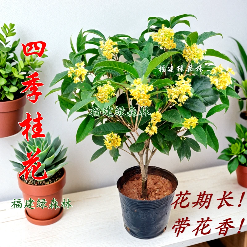 四季桂花盆栽花开四季带花苞桂花树室内外浓香型开花植物阳台好养