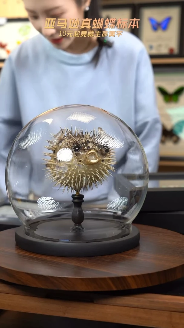 动物标本摆件竞拍e31