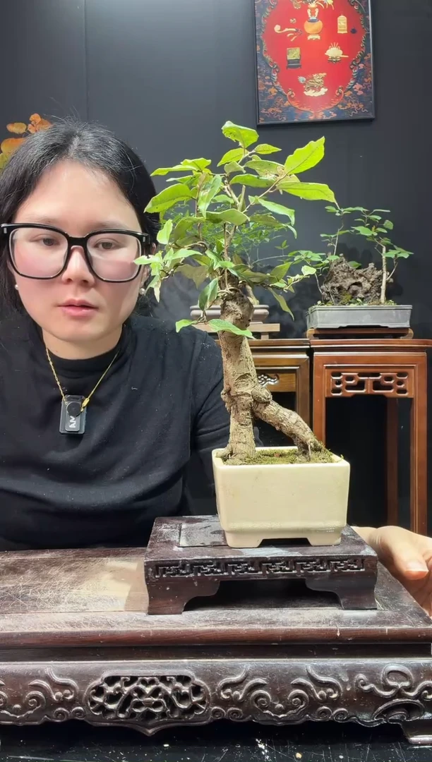 完全开放胡颓子，羊奶果