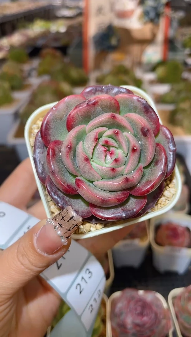 【闪购商品】211珍妮多肉