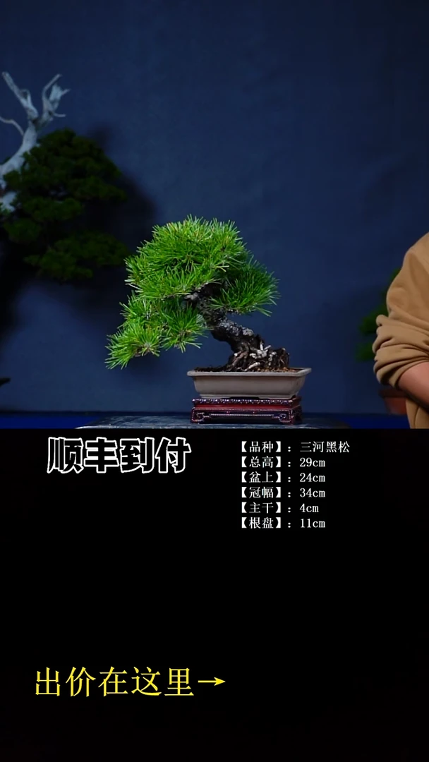 无花朵三河黑松bubaoyou
