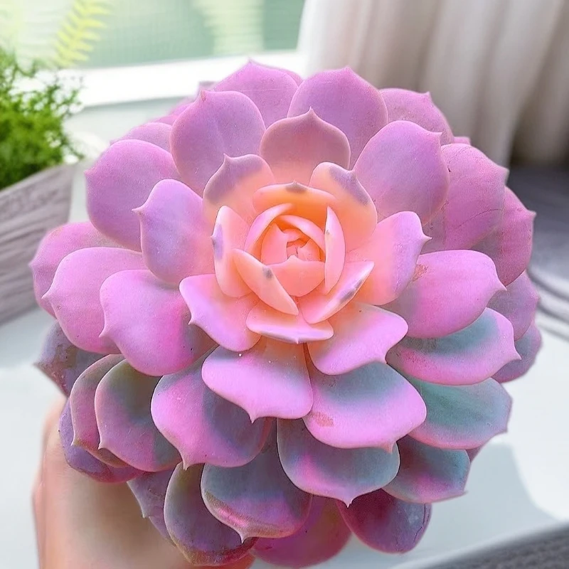 米淇家的粉蝶锦多肉植物脱土发