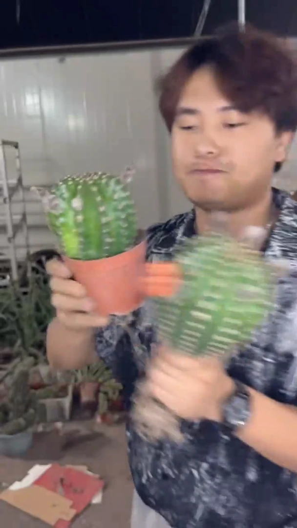 2颗 实生根  黑金刚 不指定带花苞