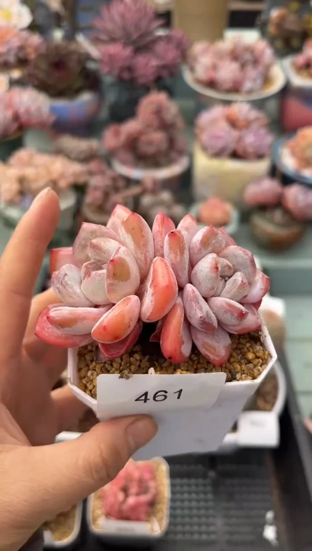 461双头糖果多肉