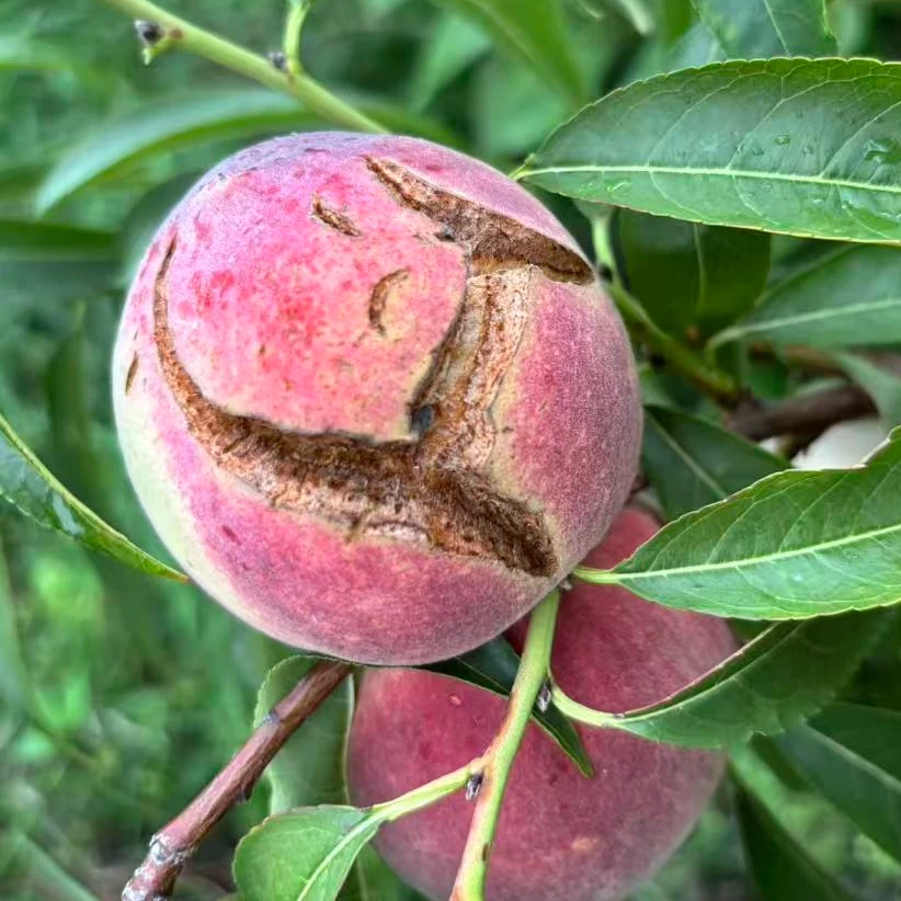 【爆炸裂口桃】正宗青州蜜桃山桃脆甜离核毛桃水果桃子小时候味道