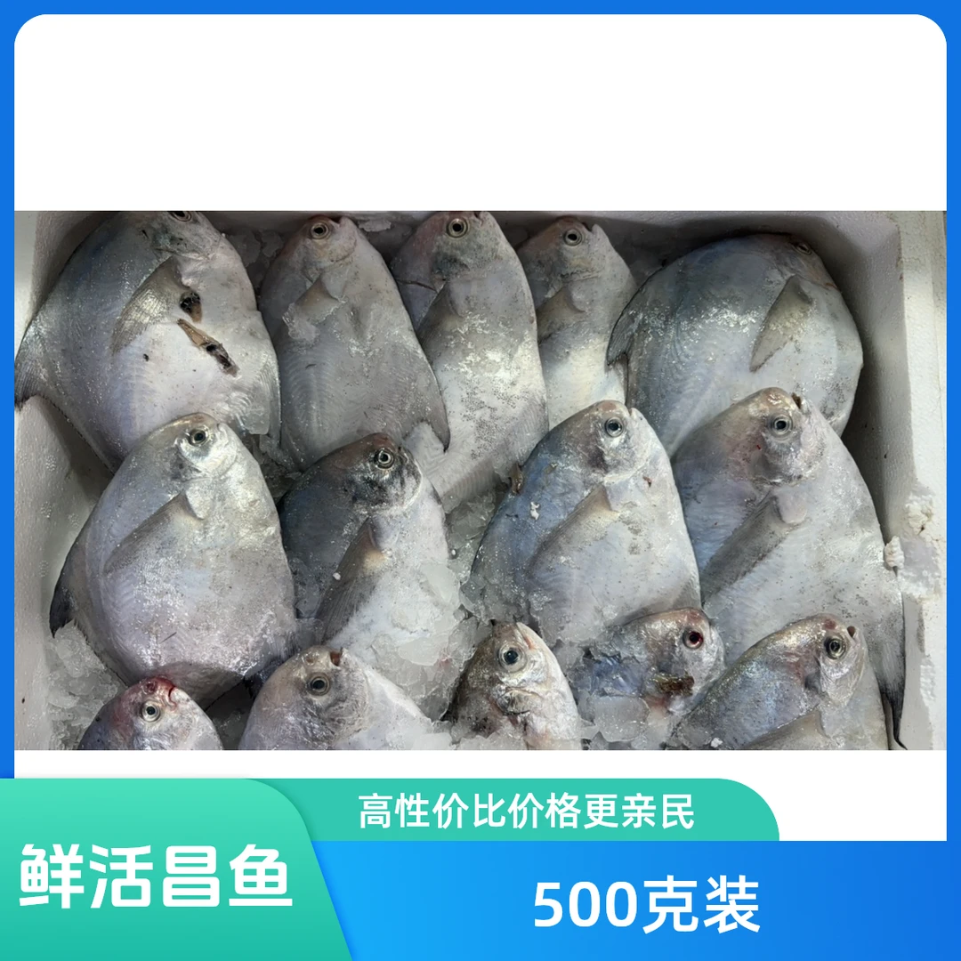 新鲜昌鱼500g