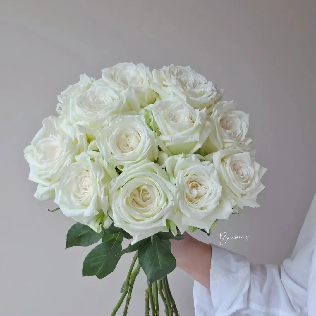 坦尼克 玫瑰 【一单鲜花发普通快递 两单鲜花升级顺丰冷链发货】