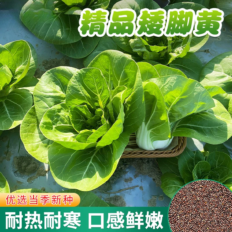 矮脚黄奶白菜种子奶油小青菜秋冬季油菜孑四季秋后菜籽蔬菜种籽