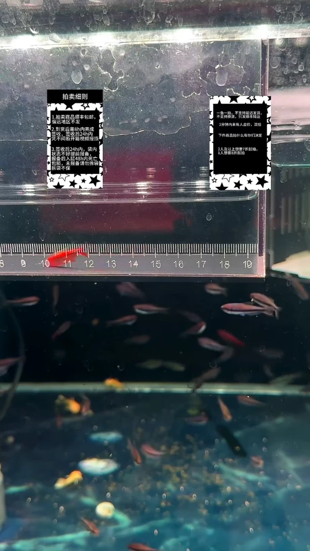 灯科鱼红火蚁一对【一物一拍】