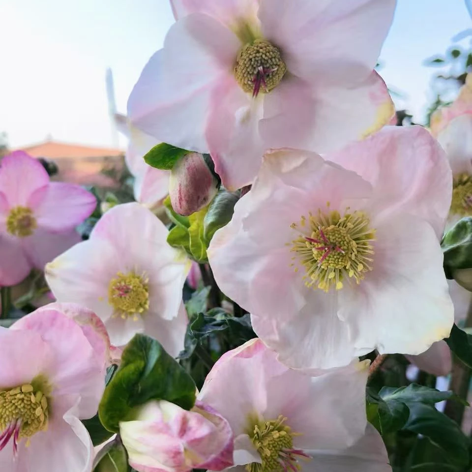 【柏拉图】德国f1代耐寒宿根冰雪玫瑰铁筷子花苗冬季开花好养