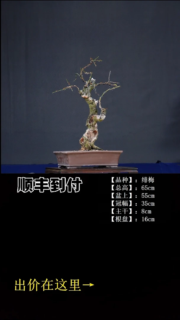 无花朵绯梅 不包邮