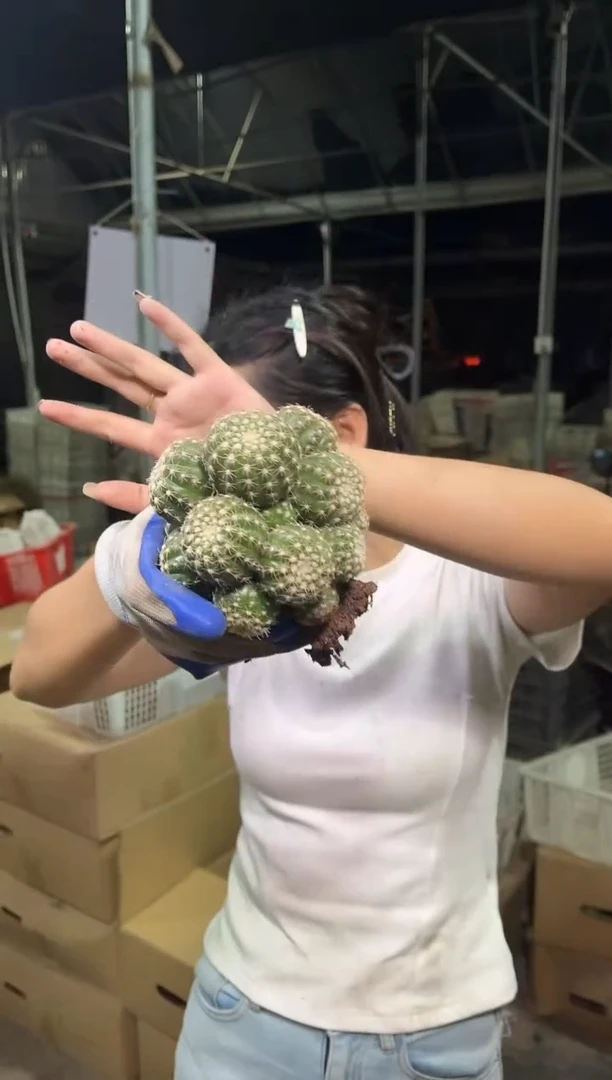 炫美玉多头大群13.88
