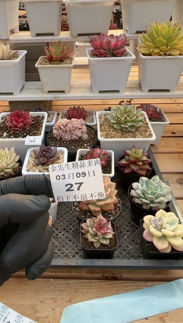 【闪购商品】0309-27多肉30颗（我是谁专拍）