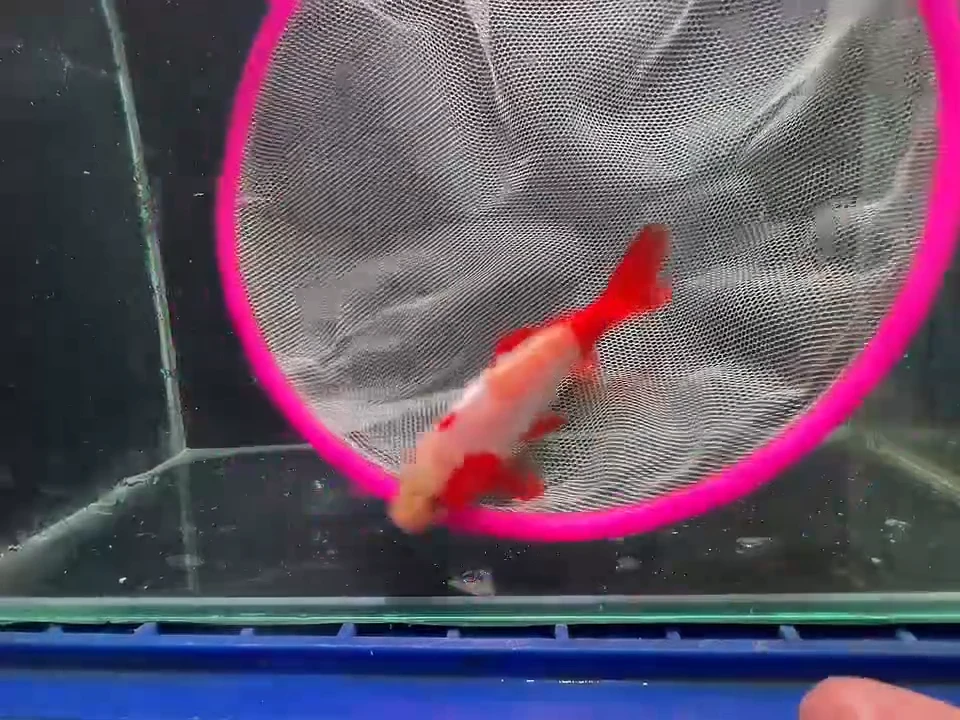 金鱼短尾草金专拍链接142