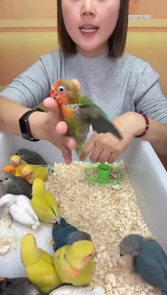 桃脸牡丹鹦鹉爱情鸟