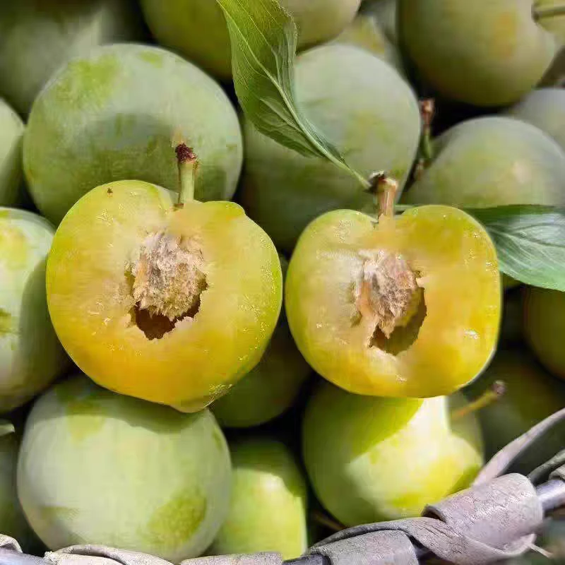 陕西安康石泉汉阴非蜂糖李新鲜脱骨青脆李妇孕水果酸甜多汁口感好