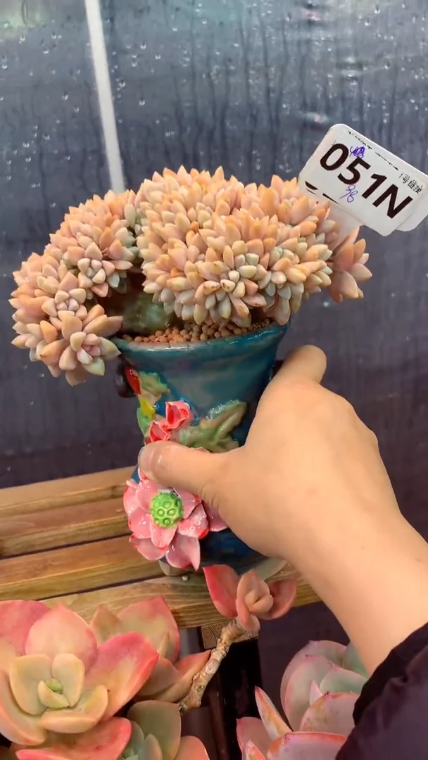 051N  (一物一拍实付满28发货，默认不带盆土）