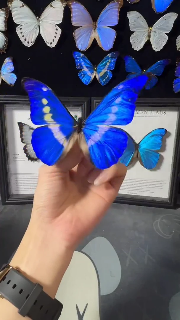 女神欧版相框版1