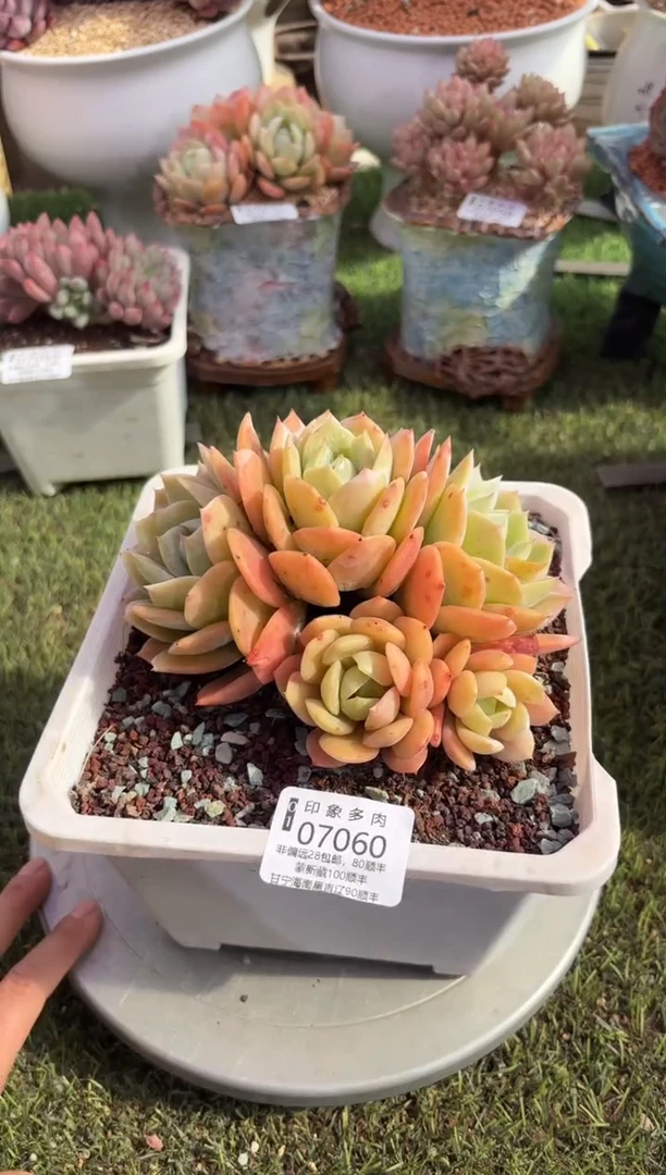 【闪购商品】07060