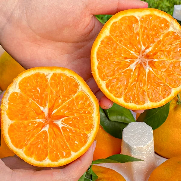 【京东快递】四川正宗春见耙耙柑新鲜应季水果爆汁自然成熟5/9斤