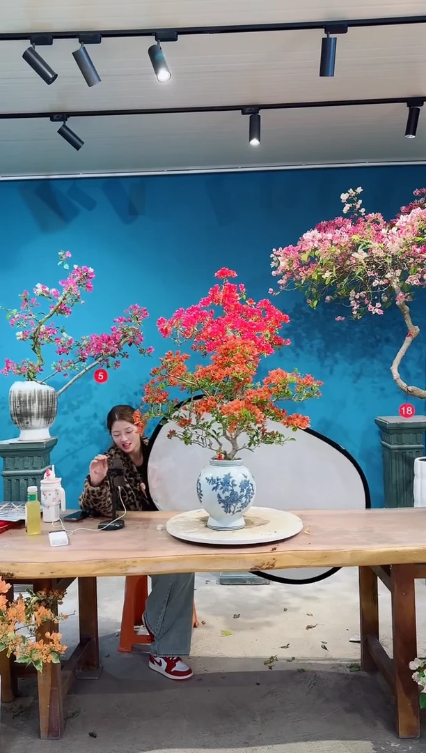 全部花朵顺*佩德罗三角梅