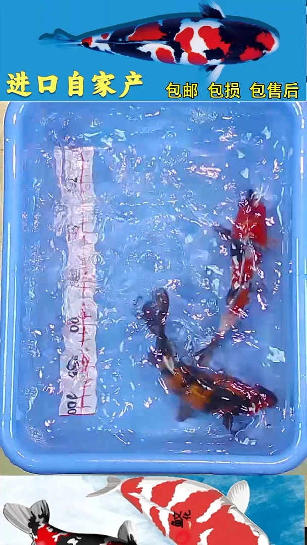 锦鲤2025/12 /28悦鲤阁甄选锦鲤--72