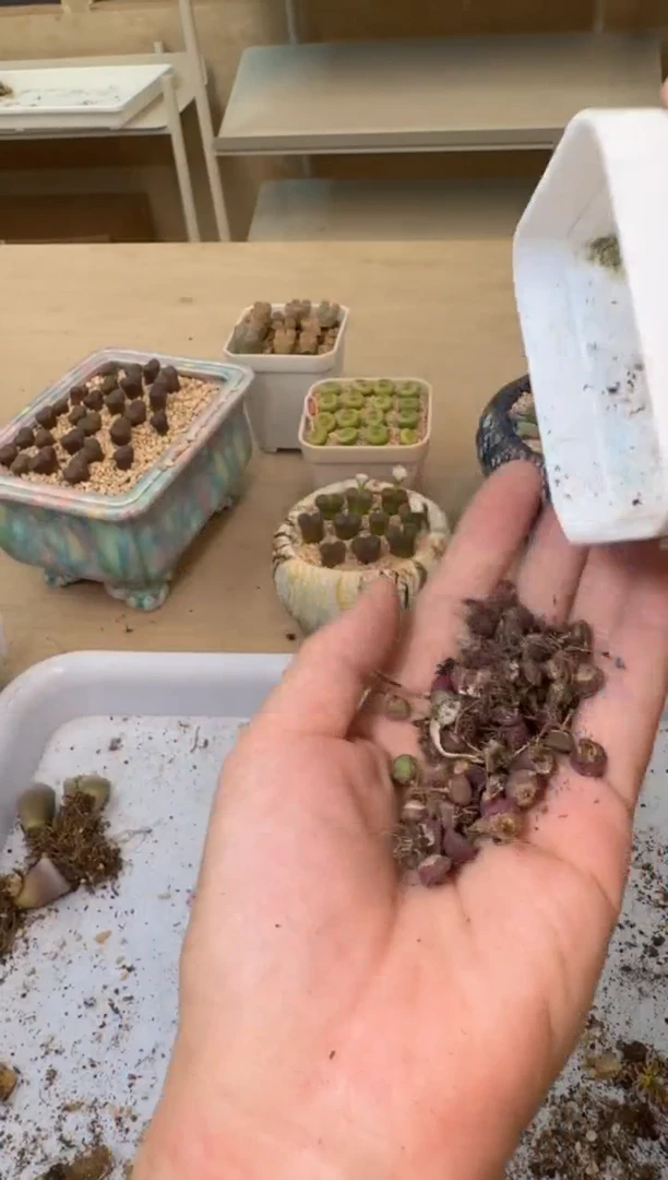 30-476多肉植物肉锥
