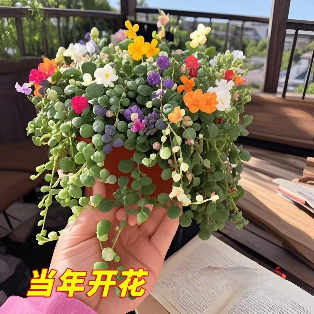 情人泪多肉植物珍珠多头室内阳台办公室桌面花卉绿植盆栽好养