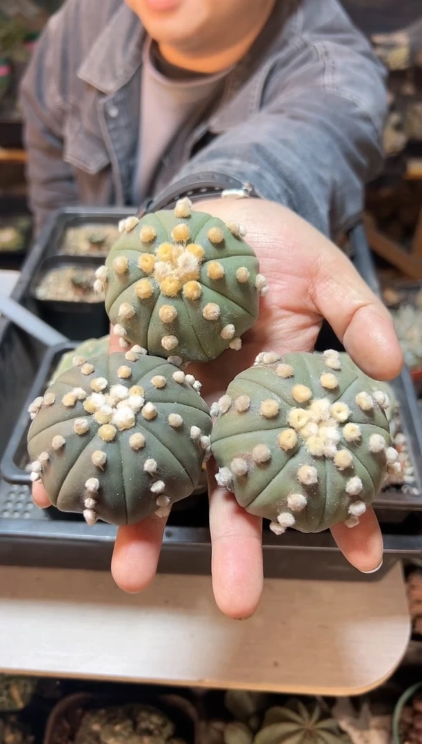 【闪购商品】苗接无根大尤琉璃兜6公分1颗