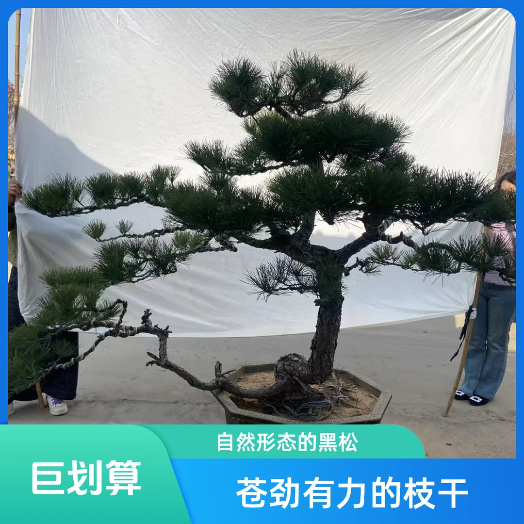 造型黑松景观松老桩盆景庭院绿化耐寒四季常青